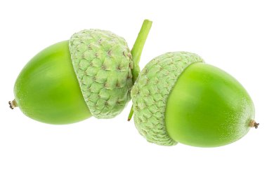 Beyaz arka planda izole edilmiş taze yeşil meşe palamutları. Bir çift genç meşe palamudu.