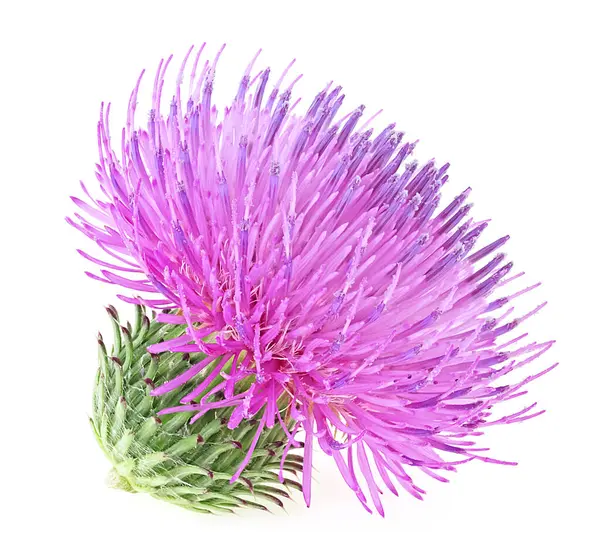 Süt devedikeni bitkisinin tek bir çiçeği beyaz arka planda izole edilmiştir. Sağlık ve alternatif tıp konsepti.