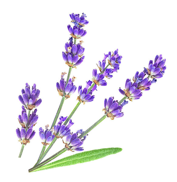 Lavender flowers bundle isolated on a white background. Beautiful lavender, aromatic flowers, aromatherapy.