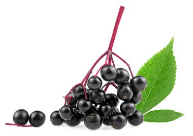 Beyaz arka planda taze orman mürver ve yeşil yapraklar. Sambucus 'un yabani meyveleri.