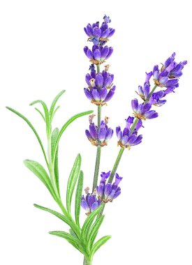 Beyaz arka planda, lavanta çiçekleri ve yeşil yapraklar. Alternatif tıp konsepti.