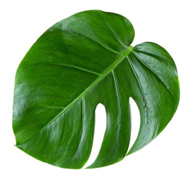 Genç canavar yaprağı beyaz arka planda izole edilmiş, yukarıdan görünüyor. Tropik bitki, Monstera deliciosa.