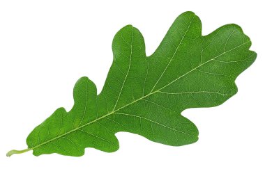 Yeşil meşe yaprağı beyaz arka planda izole edilmiş, üst manzara. Genç meşe yaprağı.