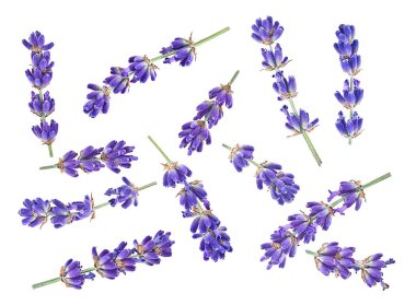 Beyaz arka planda taze lavanta çiçekleri, üst manzara. Lavanta koleksiyonu.