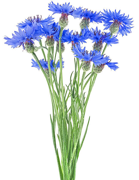 Цветочный букет из голубых кукурузных цветов или цветочная пуговица на белом фоне