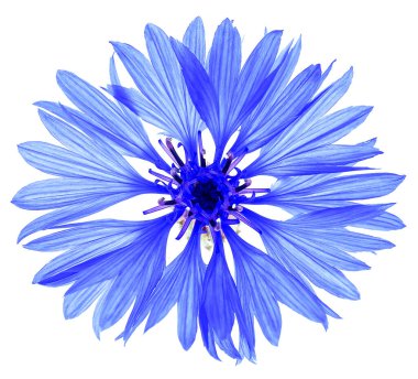 Beyaz arka planda izole edilmiş güzel mavi çiçek. Centaurea.