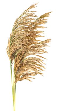 Beyaz arka planda bir grup sazlık çıkıntısı var. Sonbahar palavraları.