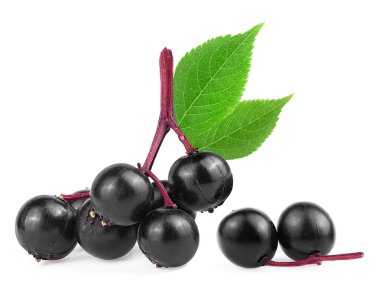 Sambucus - beyaz arka planda siyah mürver meyveleri ve yeşil yapraklar. Avrupa siyah mürver üzümü.