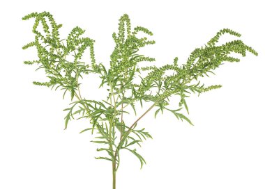 Beyaz arka planda izole edilmiş taze yosun, Ambrosia artemisiifolia.