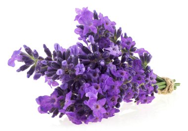Beyaz arka planda izole edilmiş bir iple bağlanmış bir demet lavanta çiçeği. Bir buket güzel lavanta çiçeği.