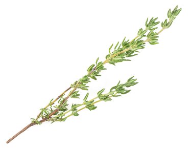 Taze yeşil kekik dalı beyaz arka planda izole edilmiş, üst manzara. Kekik baharatı.