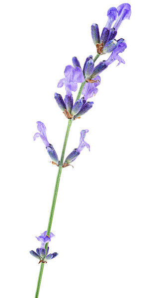 Красивый нежный цветок лаванды изолирован на белом фоне. Сприг ароматной лаванды.