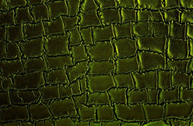 Arka plan olarak renkli timsah derisi. Timsah derisi. Lüks timsah taklidi deri doku..