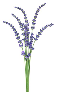 Beyaz arka planda yalıtılmış lavanta çiçekleri. Bir buket taze lavanta..