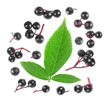Sambucus - iyileştirme böğürtlenleri siyah mürver meyveleri ile yeşil yapraklar izole beyaz arka plan, üst görünüm. 
