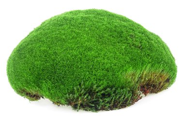 Taze yeşil orman yosunu beyaz arka planda izole edilmiş. Doğal yosun..