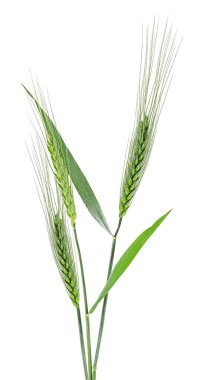 Beyaz arka planda izole edilmiş organik yeşil buğday kulakları. Yeşil buğday başakları.