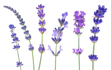 Lavanta çiçekleri beyaz arka planda izole bir şekilde karıştırılır. Bir grup güzel lavanta..