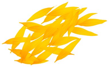 Beyaz arka planda izole edilmiş bir grup ayçiçeği yaprağı. Taze sarı yapraklar..