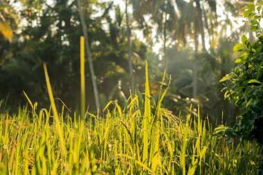 Sabah çiğ taneleriyle yemyeşil pirinç tarlası, arka planda tropikal palmiye ağaçları ve sakin bir atmosfer yaratan altın güneş ışığı..