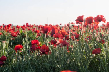 Kırmızı gelincikler tarlada. Yaz manzarası.