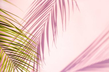 Pembe arka planda palmiye yapraklarının güzel gölgeleri