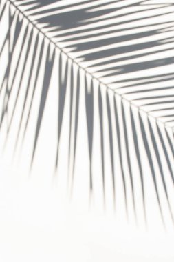 Karşıt gölgeler eğilimi. Beyaz arkaplandaki palmiye yaprağı izole