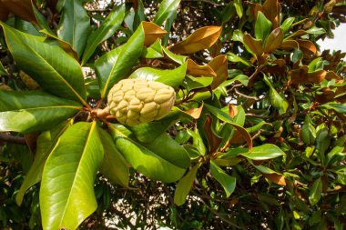 Çiçekli incir ağacı. Bahar tropiklerini kavra