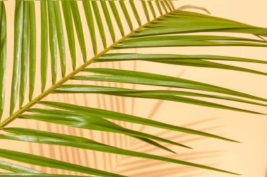 Şeftali arka planında yeşil palmiye yaprağı ve zıt gölge