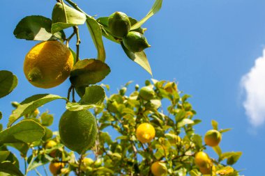 İspanya 'da gökyüzüne karşı limon ağacı. Gerçeklik. Doğa, bahar-yaz zamanı