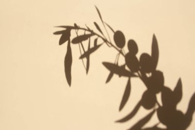 Beyaz arkaplanda zıt gölgeler olan zeytin filizi
