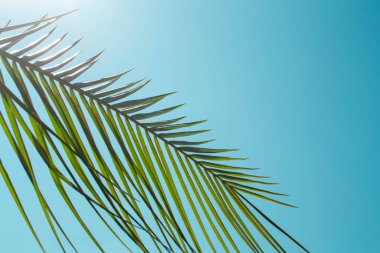 Mavi gökyüzünün arka planında palmiye yaprağı. Güneşli bir gün
