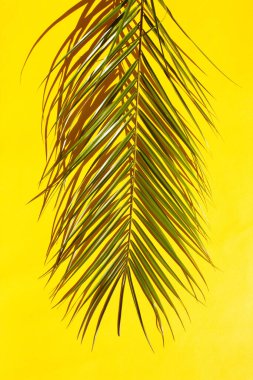 Sarı arka planda bir palmiye yaprağı. Düzleştirme biçimi