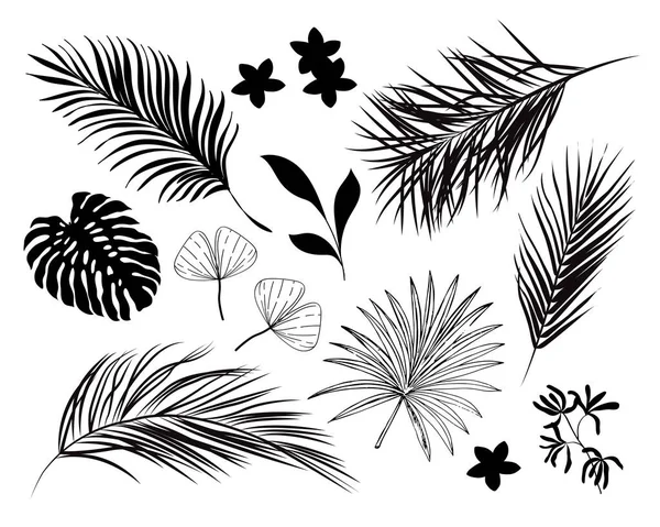 Літня Колекція Листя Тропічної Пальми Векторна Ілюстрація Чорний Силует Білому — стоковий вектор