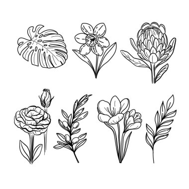 Çiçek ve bitkilerden oluşan botanik koleksiyonu. Vektör illüstrasyonu