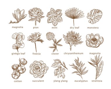 Botanik çiçek ve yaprak koleksiyonu. Bir çizgi vektör illüstrasyonu. Bir logo için tasarım