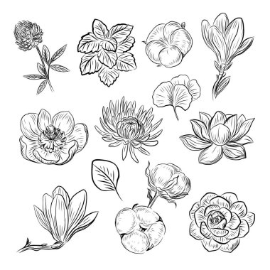 Bitkiler ve çiçekler. Bir botaniğin vektör çizimi. Siyah ve beyaz renkli çiçekler.