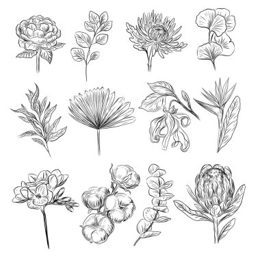 Bitkiler ve çiçek koleksiyonu. Bir botanikçinin vektör çizimi. Siyah ve beyaz renkli çiçekler.