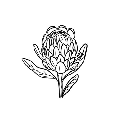 Protea çiçeği tek sıra halinde. Vektör çiçek çizimi. Moda trendi monokrom