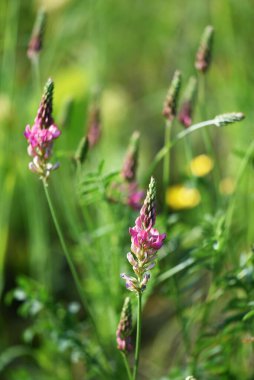 Çayırlarda yetişen Sainfoin (Onobrychis viciifolia). Ortak aziz çiçekleri.