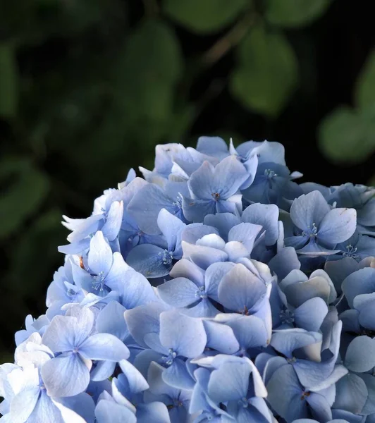 Närbild Ett Blått Eller Lila Blomhuvud Hortensia Rikt Blommande Blomma — Stockfoto