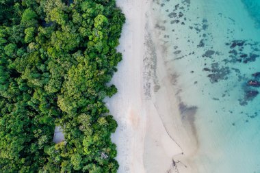 Yağmur ormanları Daintree Ulusal Parkı, Queensland, Avustralya 'da resiflerle buluşur.