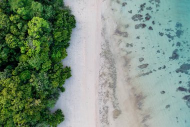 Yağmur ormanları Daintree Ulusal Parkı, Queensland, Avustralya 'da resiflerle buluşur.