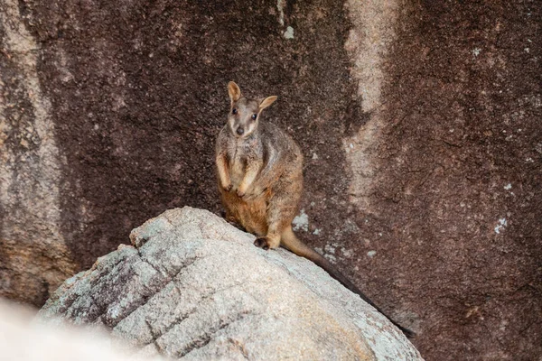 Rock wallbies on Magnetic Island, QLD, Australia