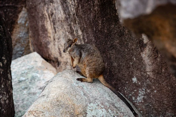 Rock Wallbies Magnetic Island Qld Australia — Stock Photo, Image