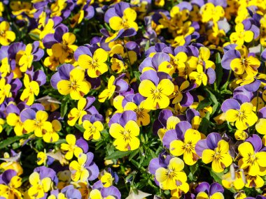 Sarı ve mor hanım evlatlarından oluşan canlı bir yatak. Güneş ışığının tadını çıkarıyorlar. Neşeli ve renkli bir görüntü yaratıyorlar.
