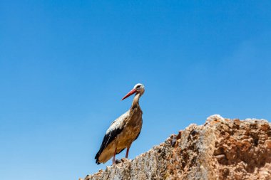 Marakeş, Fas, Kuzey Afrika 'daki Badi Sarayı' nın yıkılmış binalarının tepesinde bir leylek.