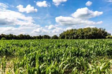 Oudewater, Utrecht, Hollanda, Hollanda, Avrupa 'daki mısır tarlası