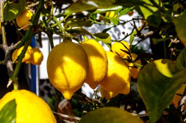 Taze sarı limon dolu ağaç, Calella, Costa Brava, Katalonya, İspanya, Avrupa