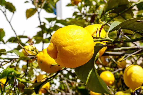 Taze sarı limon dolu ağaç, Calella, Costa Brava, Katalonya, İspanya, Avrupa